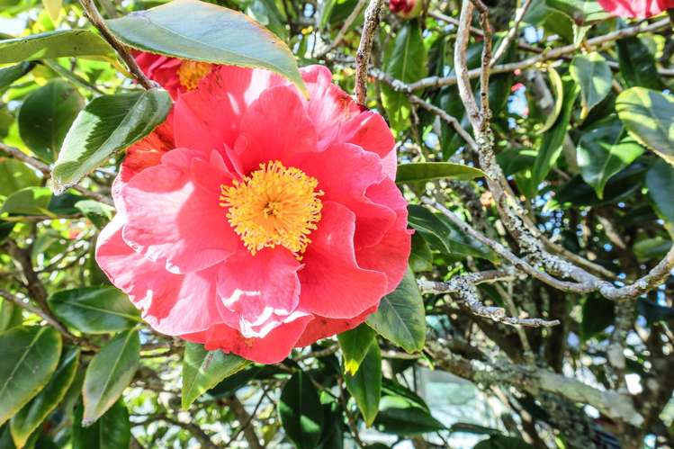 32 Domett Esplanade Cobden_47