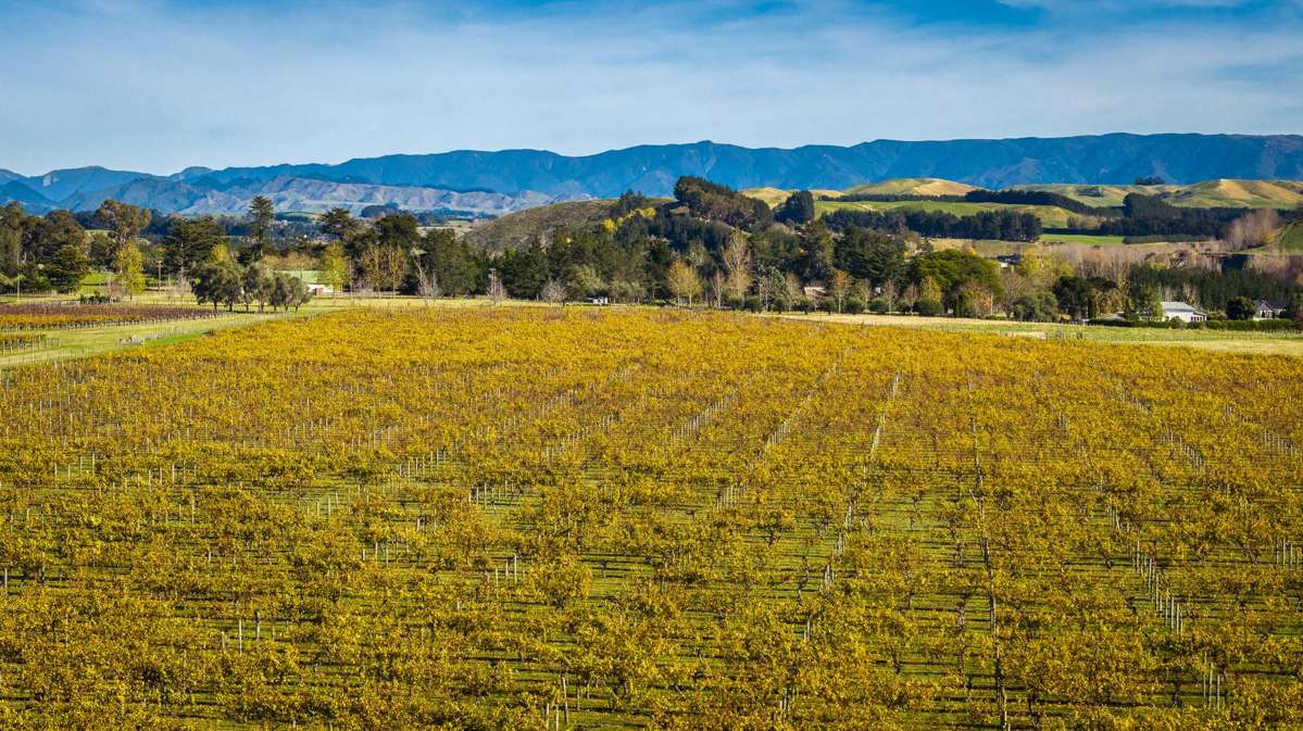 Colefield Vineyard, Aorangi Road_1
