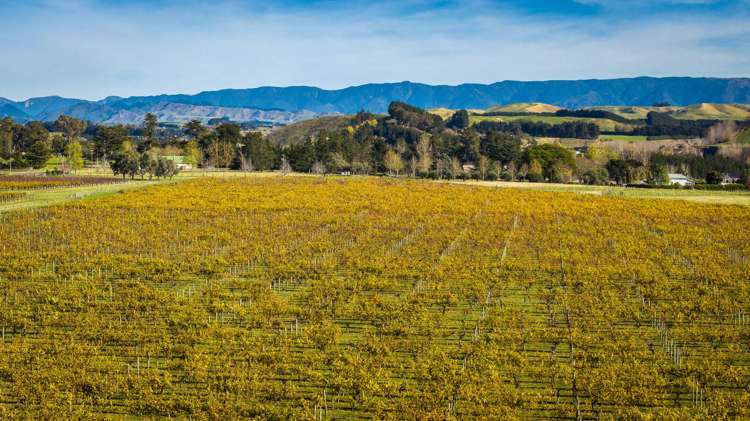 Colefield Vineyard, Aorangi Road Maraekakaho_5