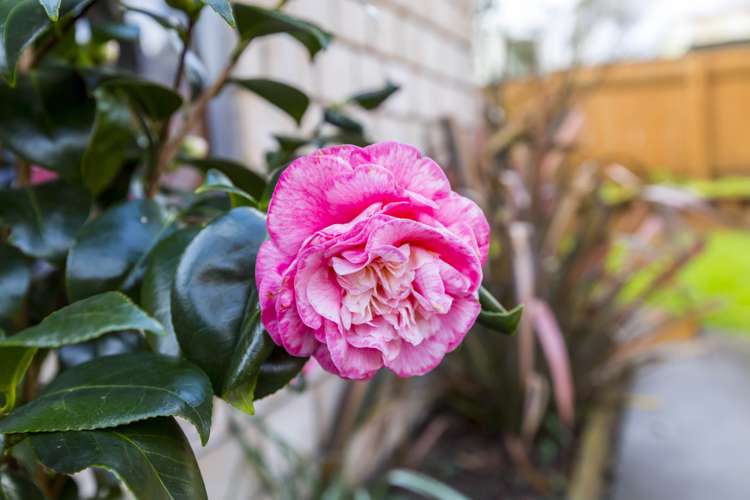 17a Sheridan Crescent Trentham_22