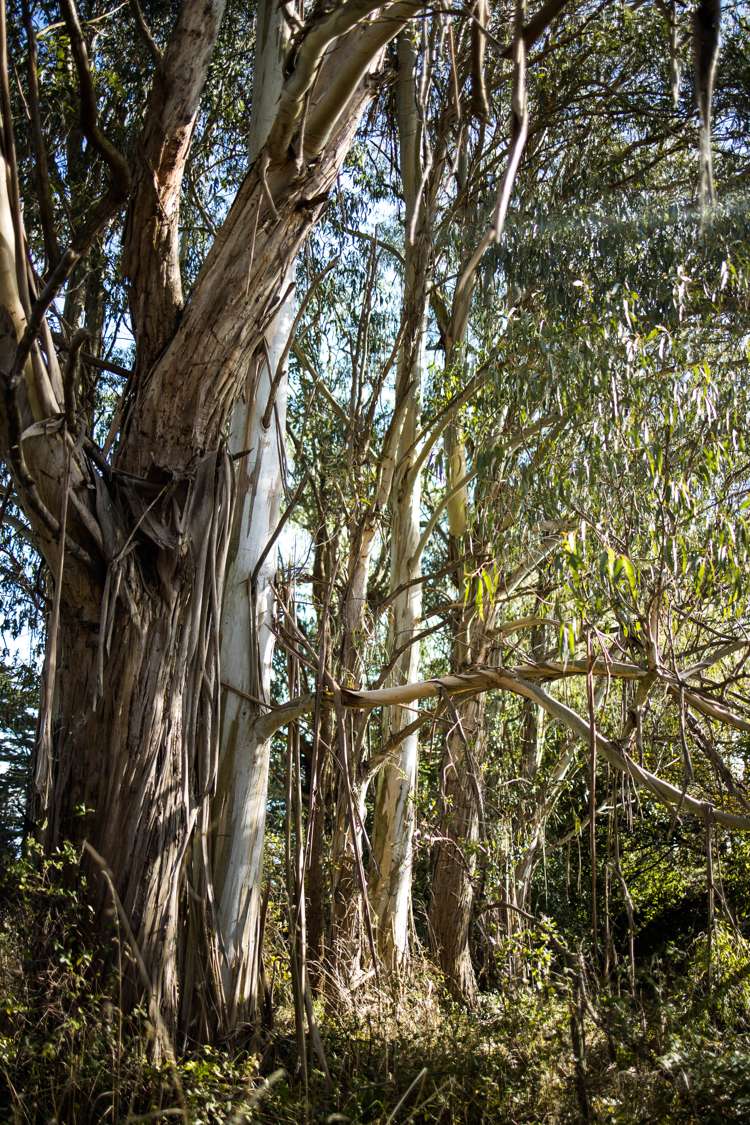 Wanganui Road Marton Rangitikei Rural Property For Sale One Roof