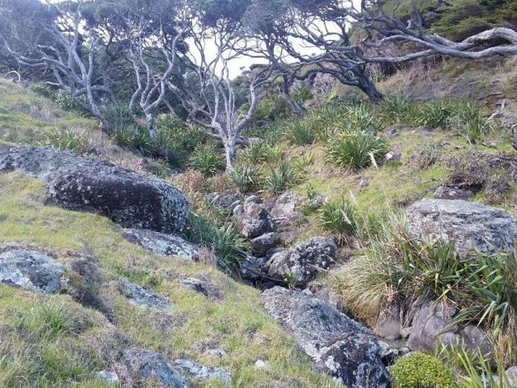 411 Schooner Bay Road Great Barrier Island (Aotea Island)_9