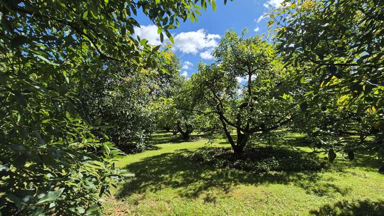 112 Ruahihi Road Lower Kaimai_19