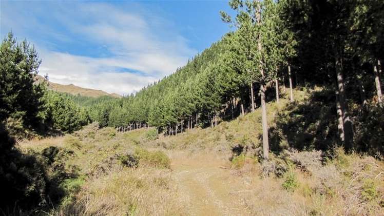 1234 Leatham Road Wairau Valley_3