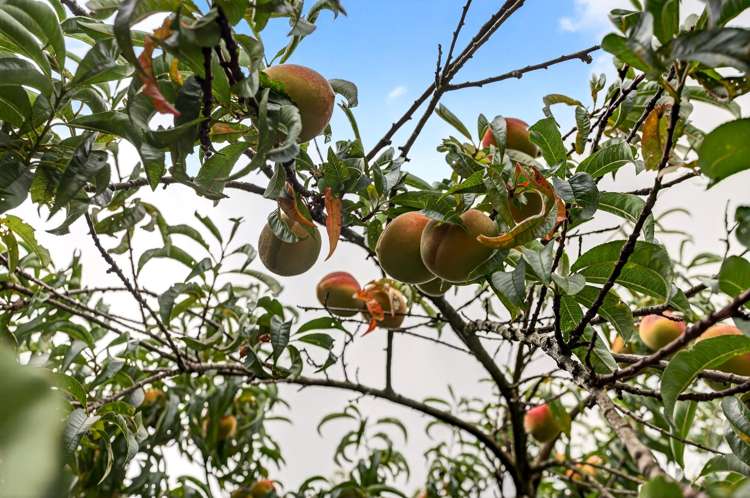 4 Hardie Grove Featherston_10