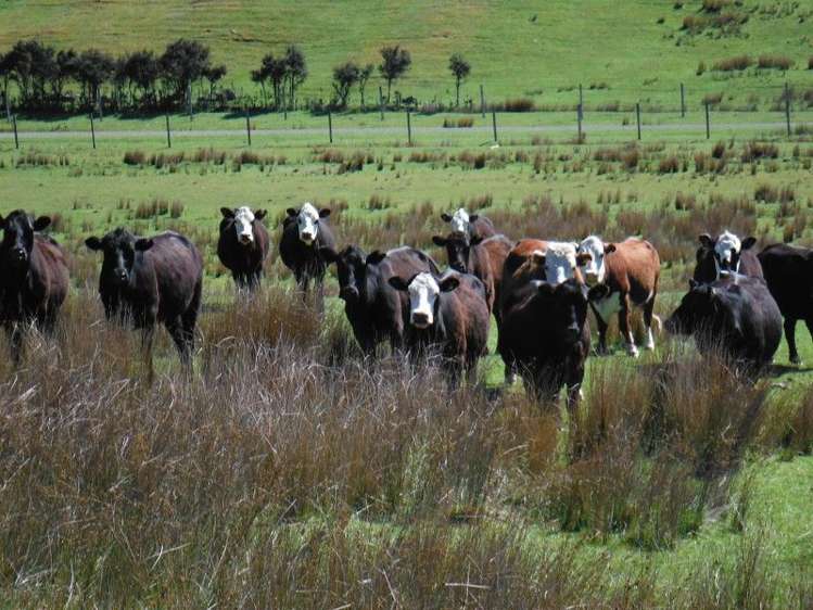 1685 Okuku Pass Road Okuku Range_14