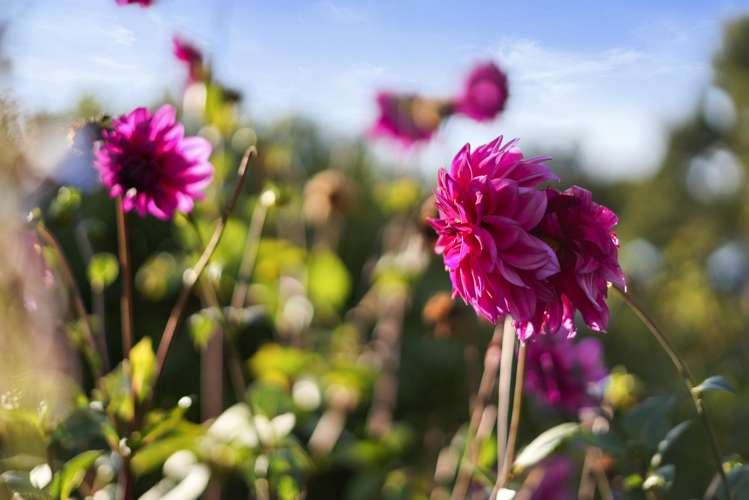 59 Mahoenui Valley Road Coatesville_20