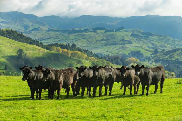 Matawai Station, 772 Oliver Road Matawai_2