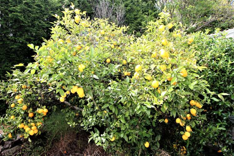 152 Vogel Street Woodville_24