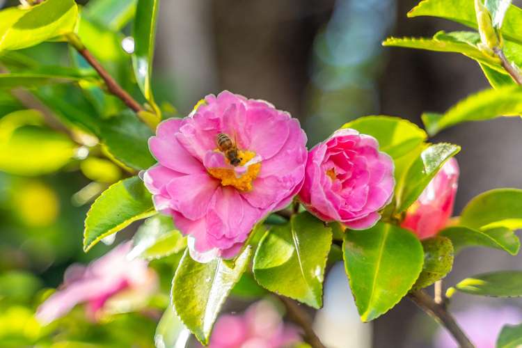 14 Queen Alexandra Street Masterton_16