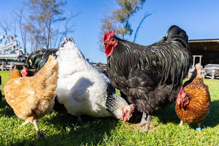 2d Ferry Road Spring Creek_30