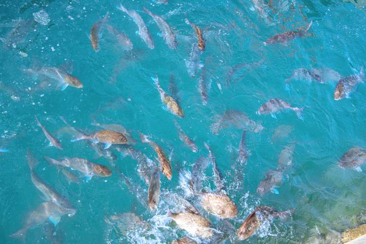 3 Waterside Crescent Gulf Harbour_18