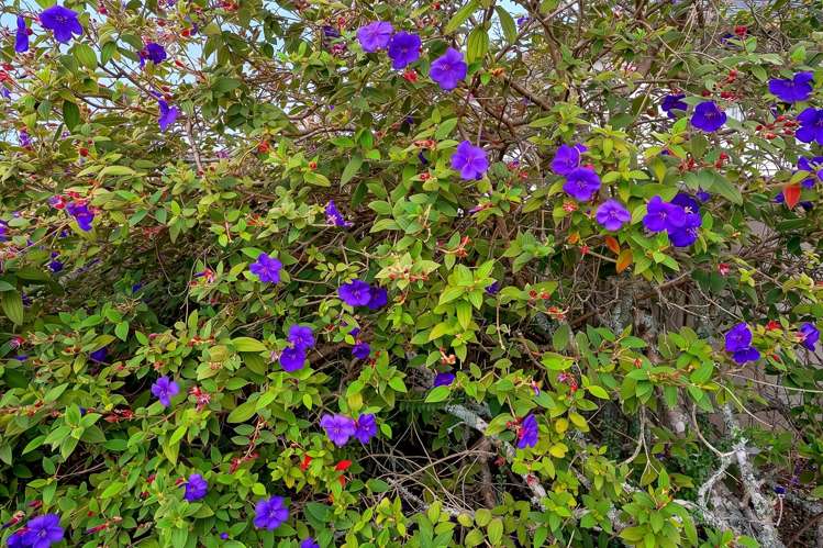 104 San Marino Drive West Henderson_33