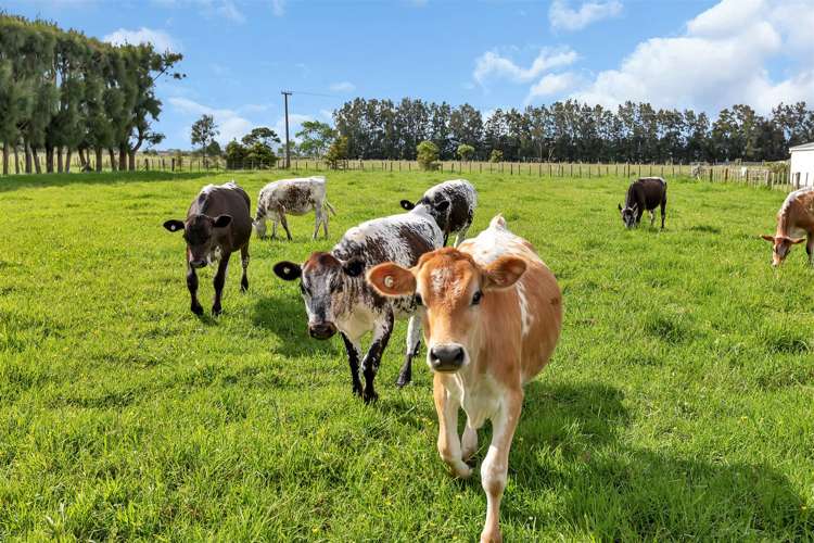 44 Rosythe Road Waipu_30