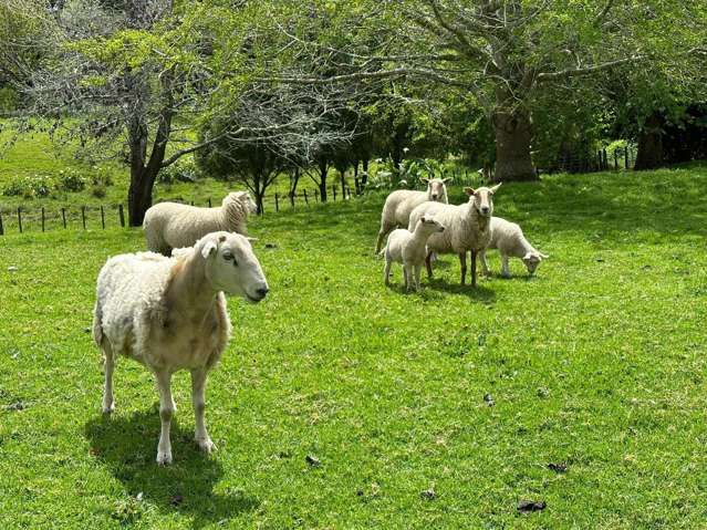 1680 Tiki Road Coromandel_4