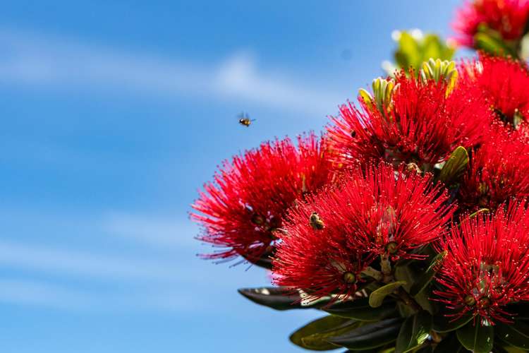 Lot 2, 159 Tern Point Mangawhai_23