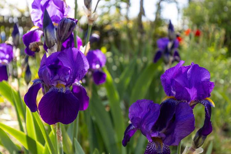 14 Rousehill Street Renwick_33