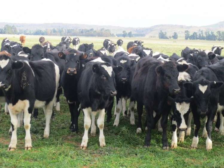 759 Gladbrook Road Middlemarch_10