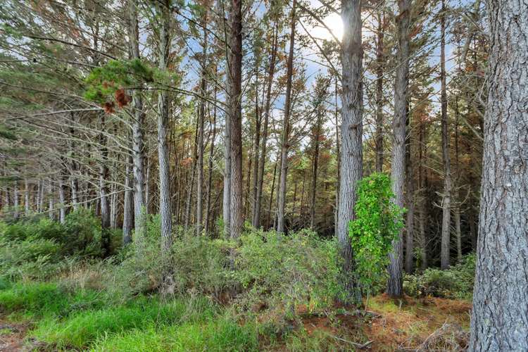 Campbell Road Parua Bay_12