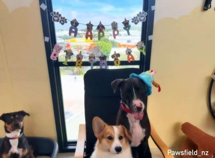 13/3 Pacific Rise Mount Wellington_7