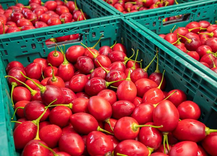 36 Elmsley Road Maungatapere_29