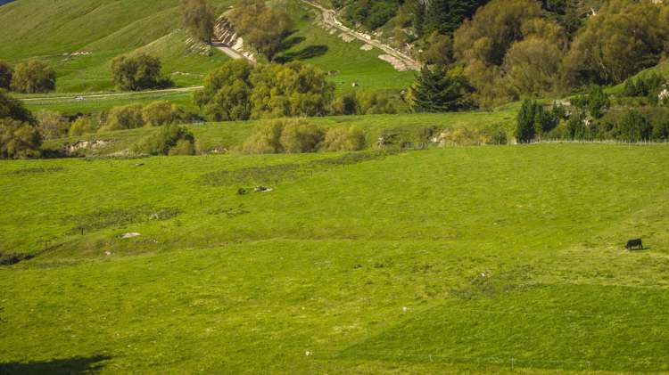 888 Kakariki Farm Road Kotemaori_24