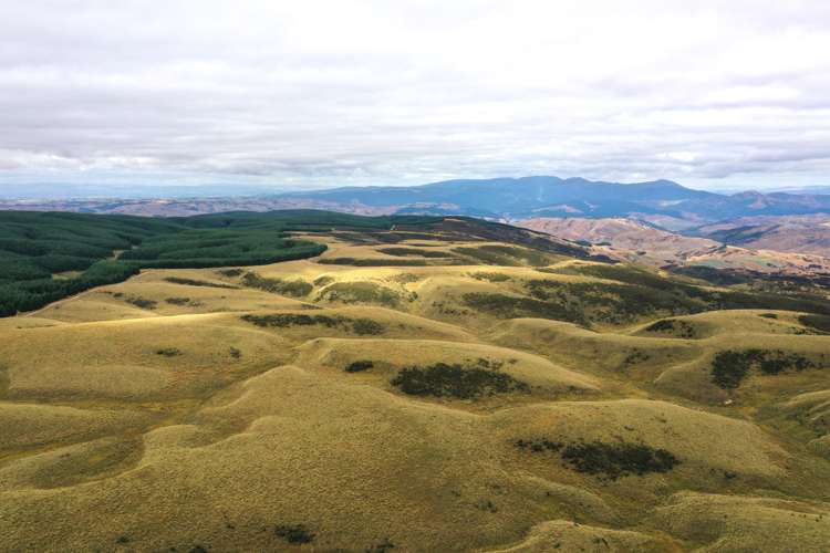 732 Beaumont Highway Clutha_20