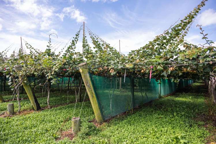 163C Western Drain Road Edgecumbe_3