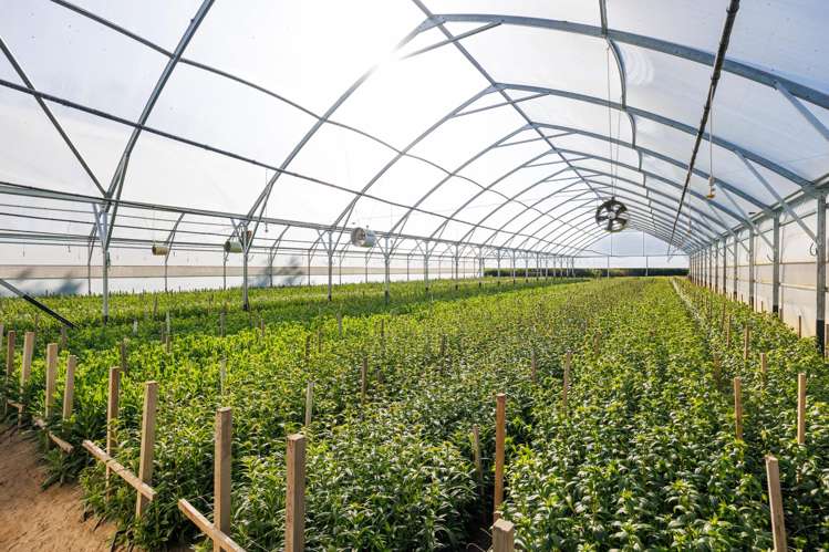 7 Campbell Road Aorangi_24