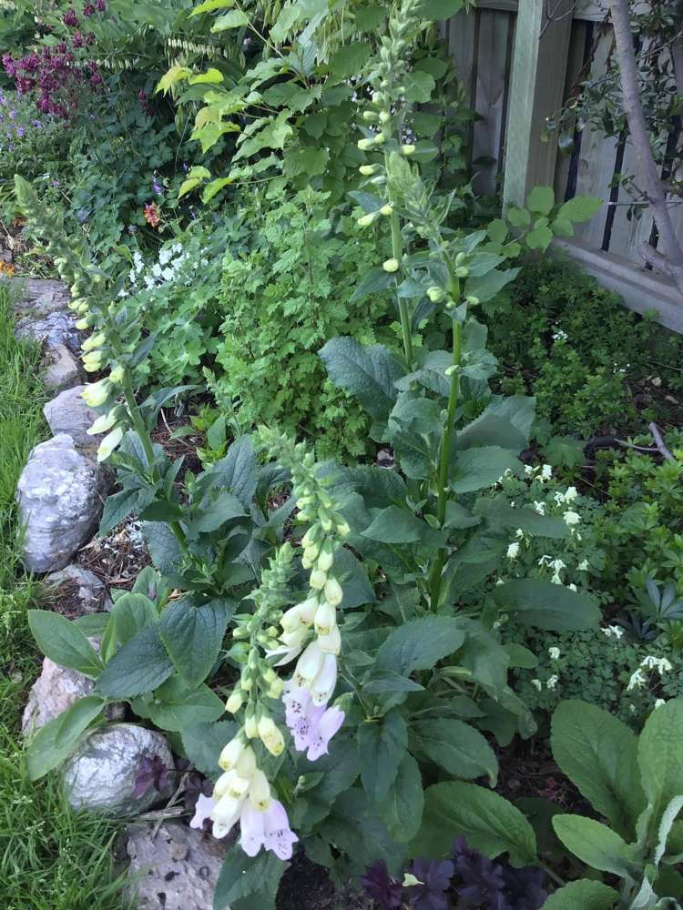 61 Shields Street Clyde_14