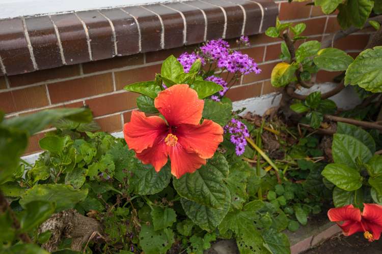 46 Lockhart Avenue Milson_10