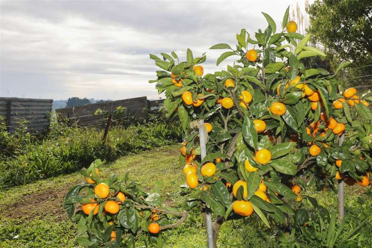 291 Ginn Road Huntly_21