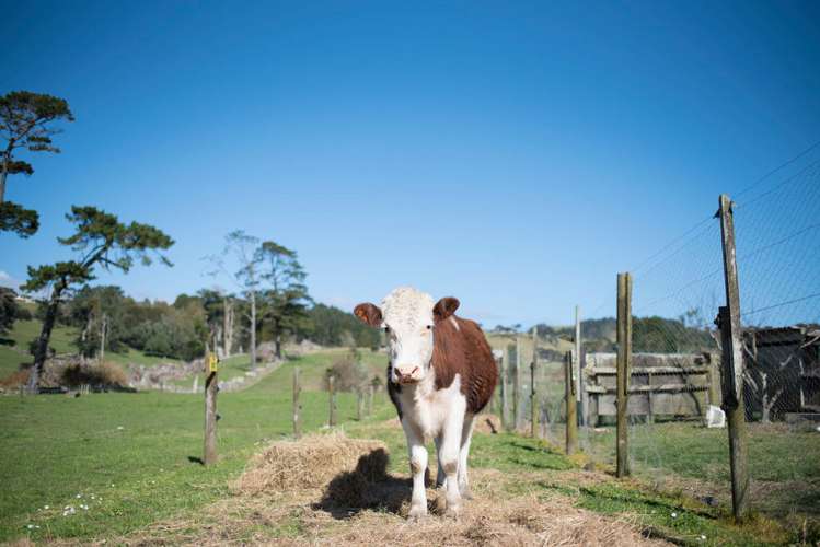 111 Worrall Road Kumeu_13