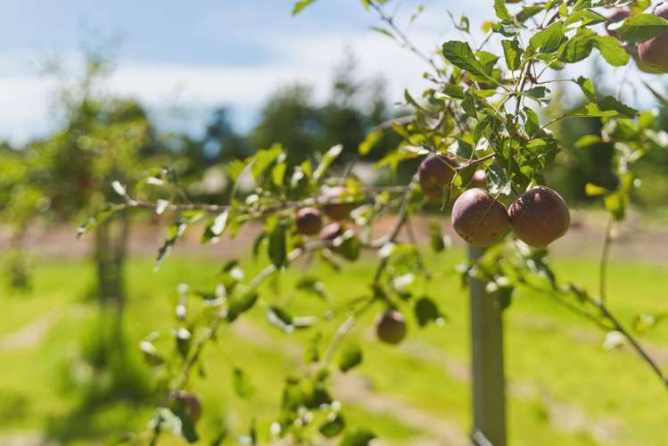 31 Tramway Road Kirwee_10