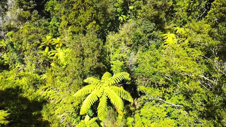 State Highway 67 Waimangaroa_6