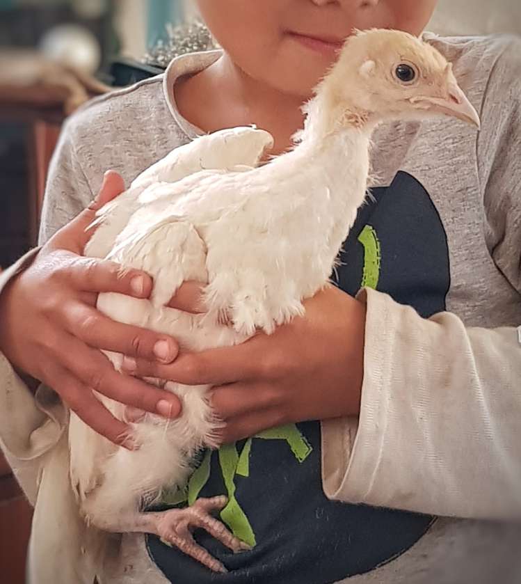 572a Pahi Road Paparoa_21