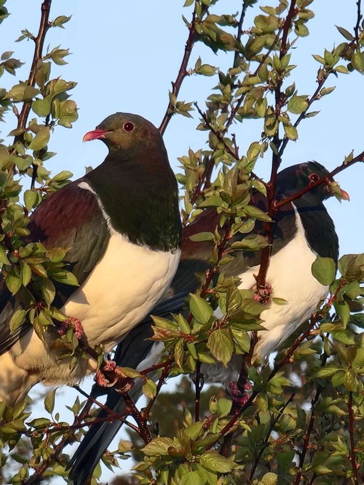 128E Mauku Road Patumahoe_27