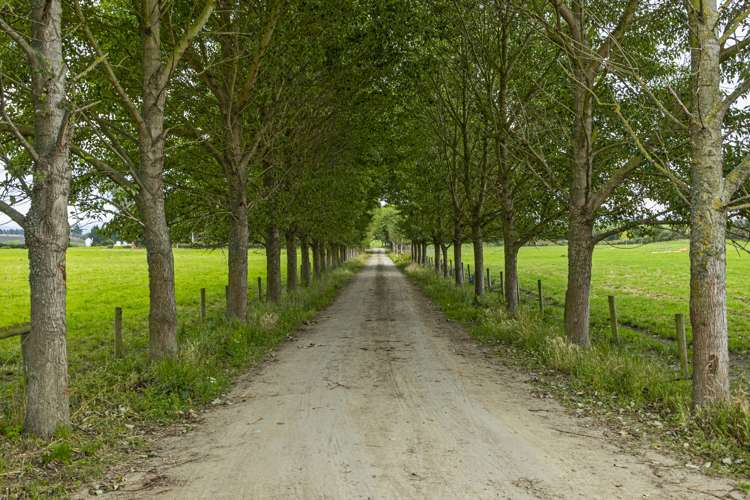 313 Springfield Road Totara_14