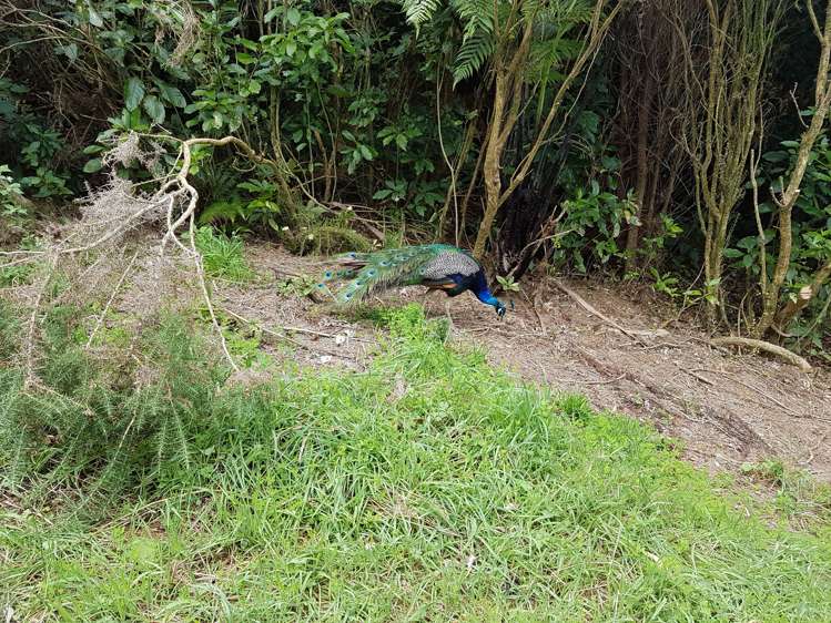 308 Normandale Road Normandale_6