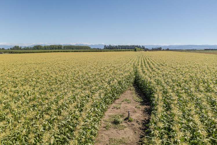 1041 Tikokino Road Waipawa_26