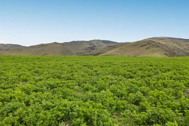 501 Waikerikeri Valley Road Waikerikeri_10