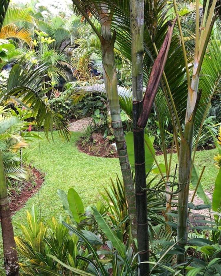 Address withheld Savusavu_18