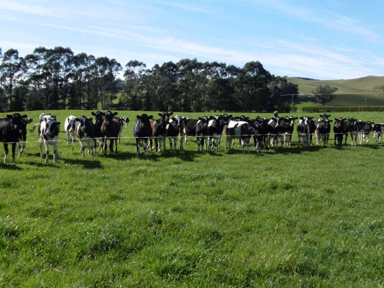 5326 Hampden-Palmerston Road Palmerston_8