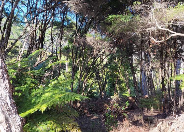 10 Wilson Avenue Kawau Island_12