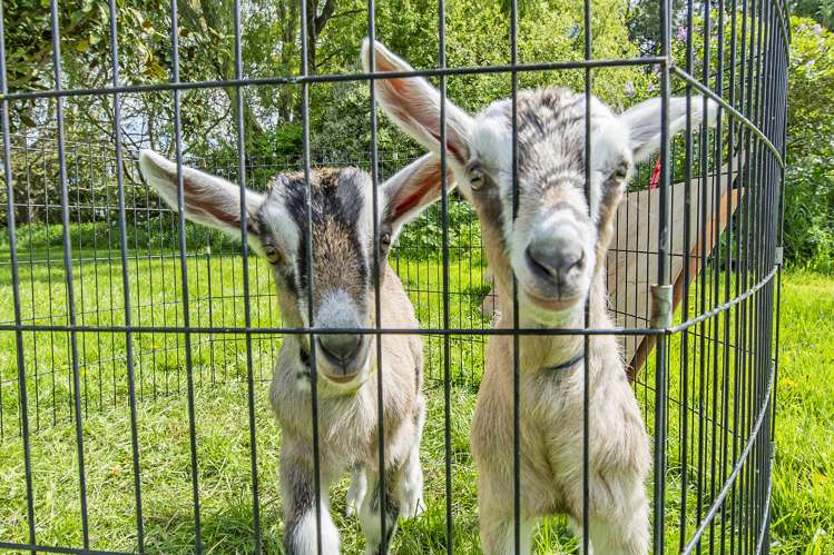 201 Rakaia Selwyn Road Leeston_17