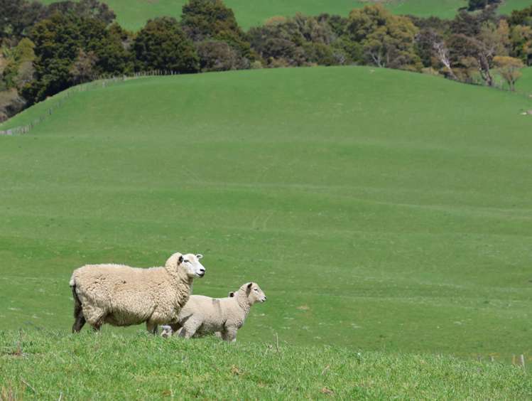 98 Millstream Road Dannevirke_9