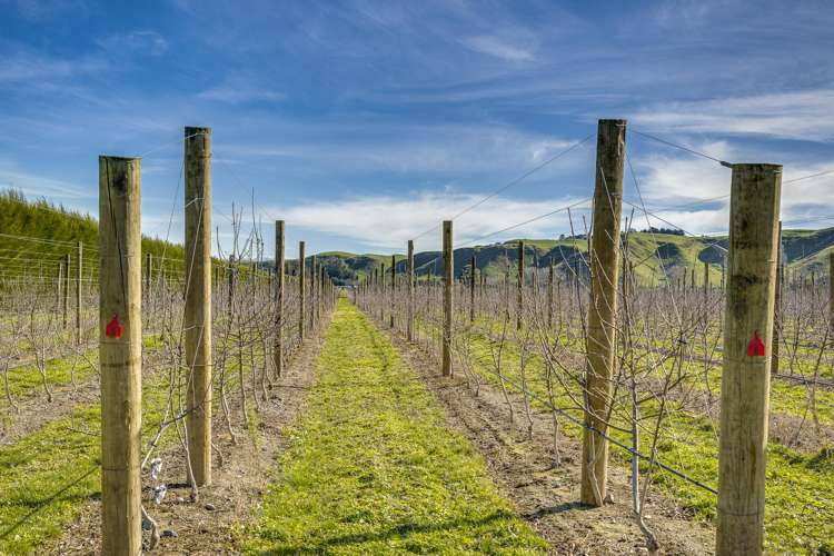 Kiwi Crunch Orchard Portfolio Twyford_37