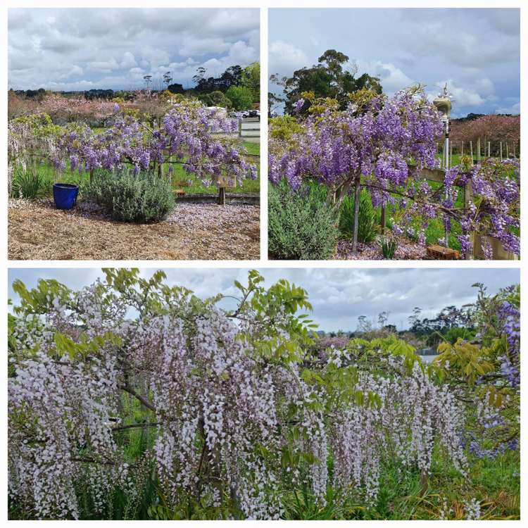 128E Mauku Road Patumahoe_32