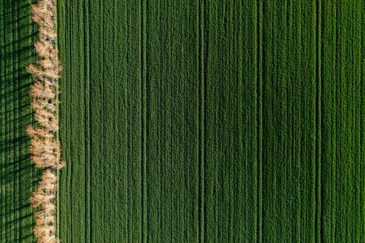 Rowallan Road Darfield_17