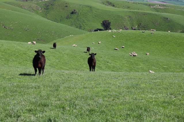 348 Keppoch Road West Otago Surrounds_3